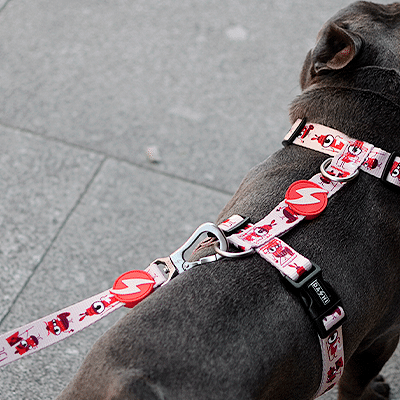 Coleira e trela para cão em tecido branco com padrão vermelho sobre chão de pedras cinzentas