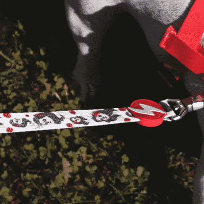 Cão branco com trela e arnês vermelhos e pretos com padrões de caveiras na relva verde