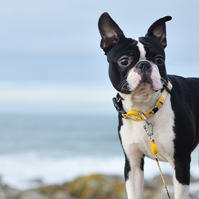 Cão Boston Terrier com coleira amarela junto ao mar