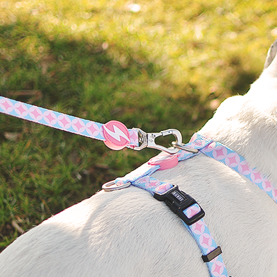 Cão com coleira e trela geométricas azul, rosa e branco em relva