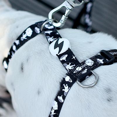 Coleira e trela para cão com padrão de caveiras e ossos em tecido preto, cão branco com manchas pretas