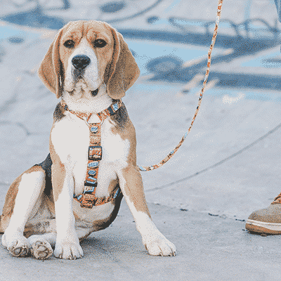 Cão Beagle com peitoral e trela coloridos ao lado de pessoa com jeans e ténis castanhos em piso de cimento com grafitis