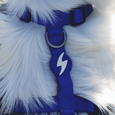 Cão com trela azul e pendente com símbolo de raio