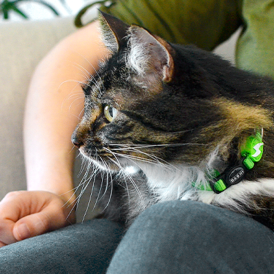 Gato com coleira verde sentado no colo de uma pessoa num sofá bege