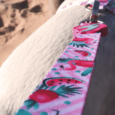 Coleira rosa com padrão tropical numa superfície arenosa