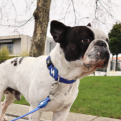 Cão bulldog francês branco com manchas pretas, coleira azul e trela azul em passeio exterior