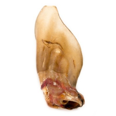 Pata de porco desidratada para cães, textura seca, cor castanho claro a avermelhado, fundo branco