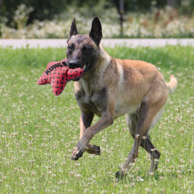 Cão com brinquedo vermelho KONG na boca a correr na relva