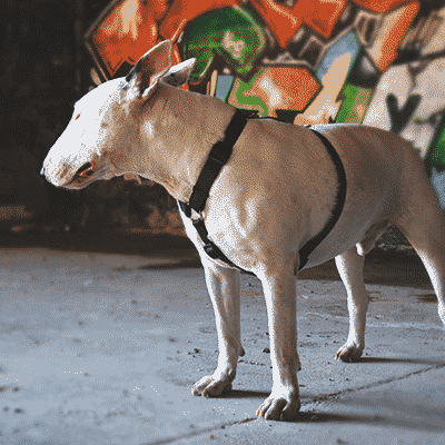 Cão branco com coleira e peitoral preto em frente a grafiti