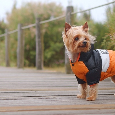 Cão pequeno com casaco acolchoado laranja e preto em passadiço de madeira ao ar livre