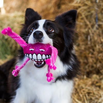 Cão preto e branco com brinquedo rosa na boca e palha ao fundo