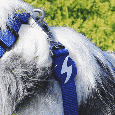 Coleira azul para cão com etiqueta de raio em cão peludo sobre relva