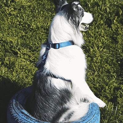 Cão preto e branco sentado num pneu azul sobre relva verde