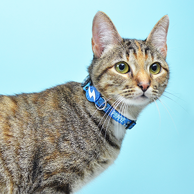 Gato com coleira azul com etiqueta metálica contra fundo azul claro