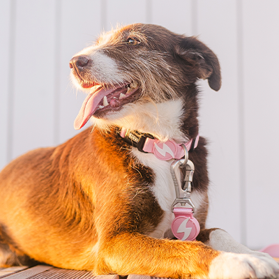 Cão castanho e branco com coleira rosa clara e pendente metálico.