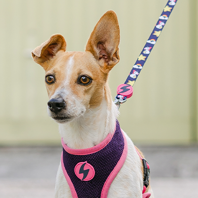 Cachorro com peitoral rosa e roxo e trela colorida numa rua