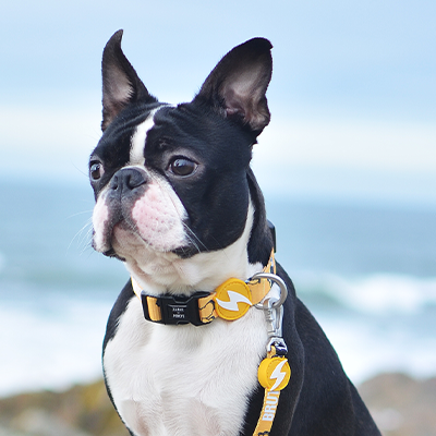 Cão Boston Terrier com coleira preta e amarelo junto ao mar