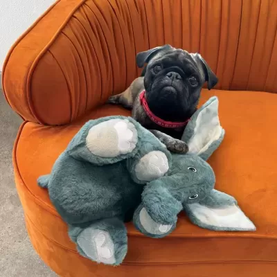 Cão pug com coleira vermelha sentado num sofá laranja ao lado de um boneco de pelúcia de elefante cinzento