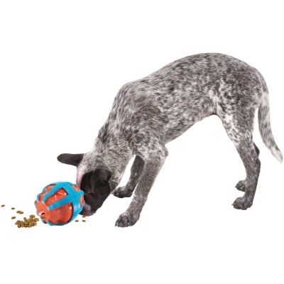 Cão cinzento a brincar com bola de brinquedo vermelha e azul