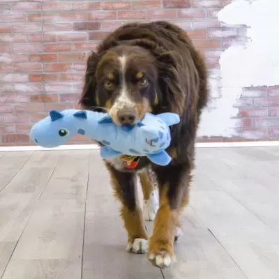 Cão com brinquedo azul tubarão na boca em chão de madeira e parede de tijolos