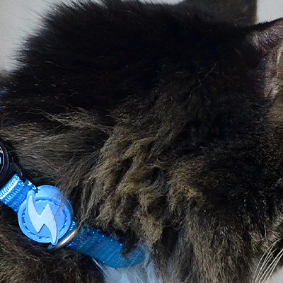 Coleira azul para gato com etiqueta redonda azul e branca num gato.