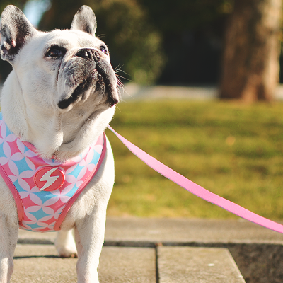 Bulldog branco com arnês rosa e trela rosa ao ar livre