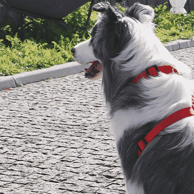 Cão com trela vermelha numa calçada de pedras junto a relva