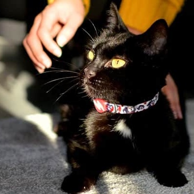 Gato preto com gola rosa num tapete cinzento