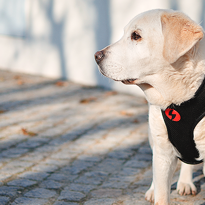 Cão creme com coleira peitoral preta e trela vermelha numa calçada de pedra cinzenta
