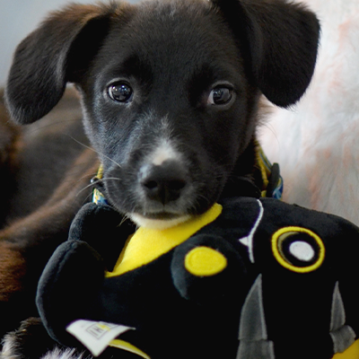 Cão preto com focinho branco a brincar com brinquedo de peluche preto e amarelo num sofá claro