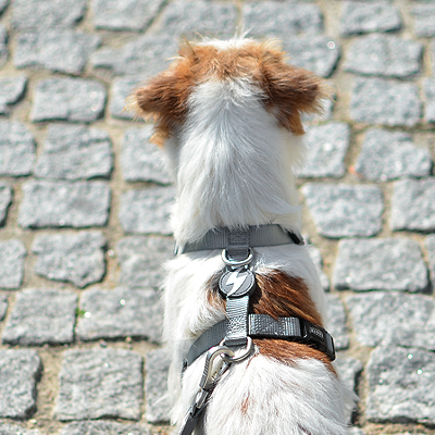 Cão pequeno com coleira e trela visto de trás numa calçada