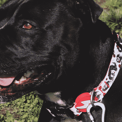 Cão preto com coleira branca decorada com ossos pretos e etiqueta vermelha ao ar livre