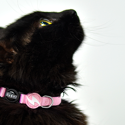 Gato preto com coleira cor-de-rosa e em fundo branco