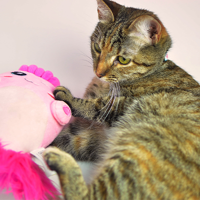 Gato tigrado castanho e preto brincando com brinquedo macio rosa em superfície branca