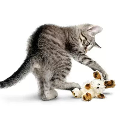 Gato cinzento às riscas brincando com brinquedo de peluche branco e castanho