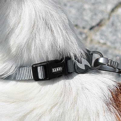 Coleira cinzenta com fivela preta e detalhe de raio branco em cachorro castanho e branco