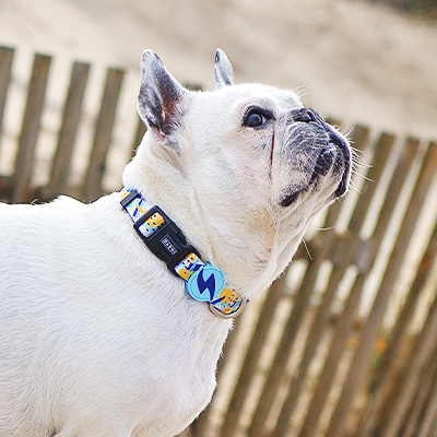 Colar colorido para cão em Bulldog Francês branco