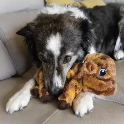 Cão Border Collie deitado num sofá a segurar brinquedo de pelúcia castanho