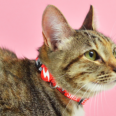 Gato castanho e cinza com colarinho vermelho contra fundo rosa