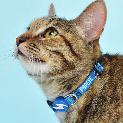 Colar azul para gato com texto PEPEYE
