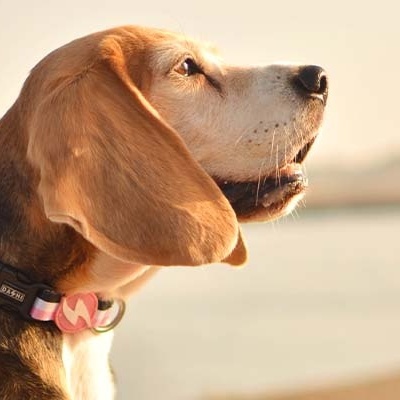 Cão Beagle com coleira rosa e etiqueta WISH junto a água ao ar livre