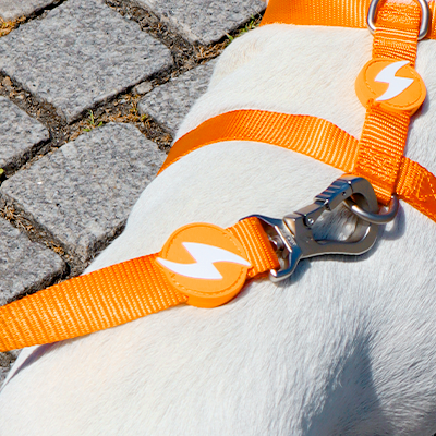 Peitoral e trela laranja com símbolos de raio em cão branco sobre calçada.