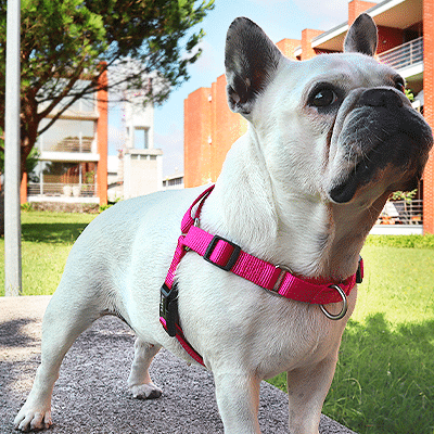 Buldogue Francês branco com peitoral rosa num banco de pedra ao ar livre