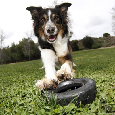 Cão em campo verde com brinquedo de borracha preto