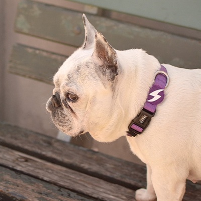 Cão branco com colar roxo de raio num banco de madeira em área externa