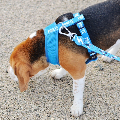 Cão com coleira peitoral e trela azuis, texto branco, em pavimento texturizado