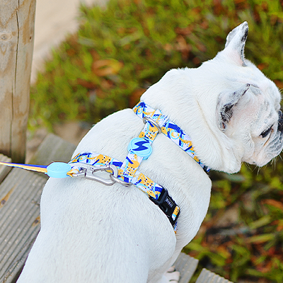 Cão branco com coleira e trela coloridas sentado em passadiço de madeira junto a vegetação