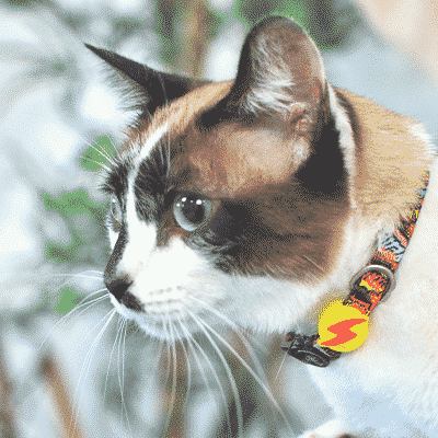 Gato com coleira colorida e apito com símbolo de relâmpago
