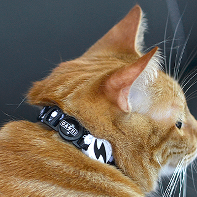 Gato laranja com coleira preta e branca sentado de perfil