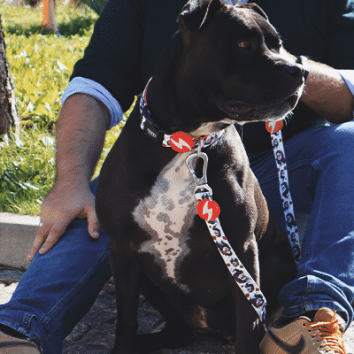 Coleira e trela para cão com padrão preto e branco e elementos vermelhos numa área exterior